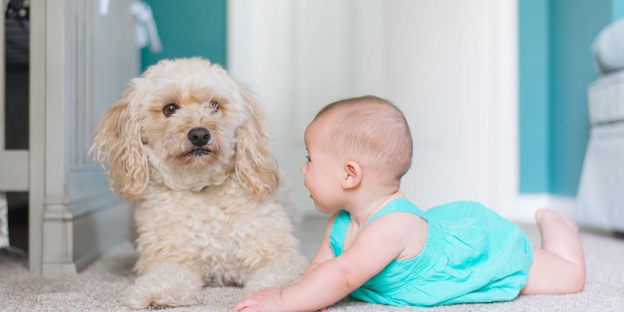 Best Home Carpet Cleaner: Rug Doctor vs