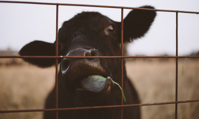 Best Electric Fence Charger