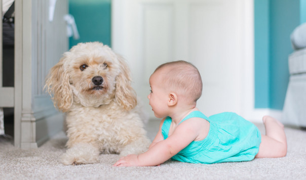 Best Home Carpet Cleaner: Rug Doctor vs. Bissell vs. Hoover