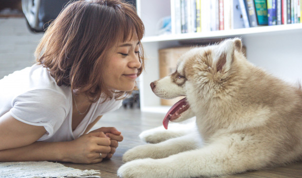 Best Dog Crate Reviews: Midwest iCrate vs. AmazonBasics