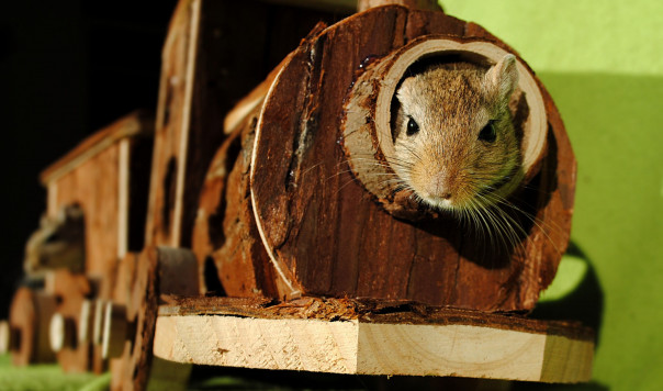 Best Mouse Traps That Work: Glue Traps vs. Snap Traps vs. Electronic