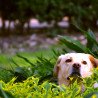 Keeping Animals When You Only Have a Garden