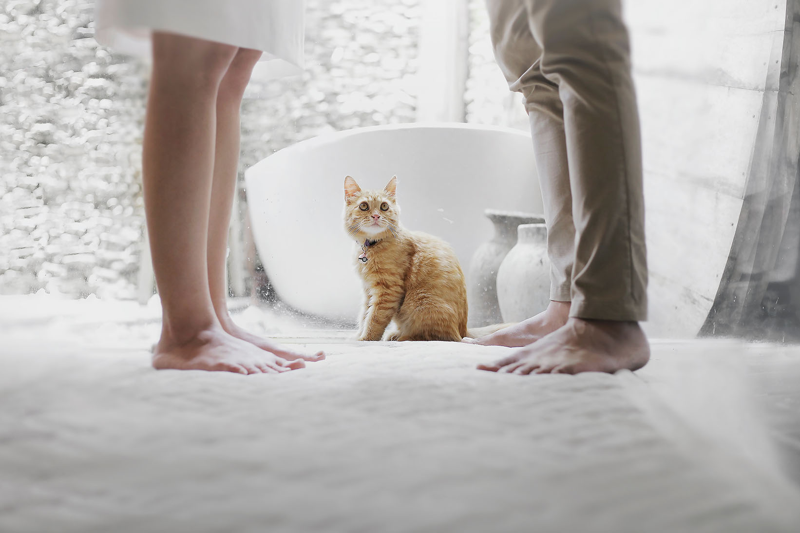 Best Home Carpet Cleaner: Rug Doctor vs